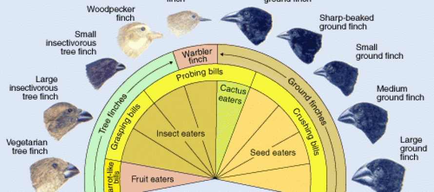 Returning To Darwins Finches A Genetic Explanation For His