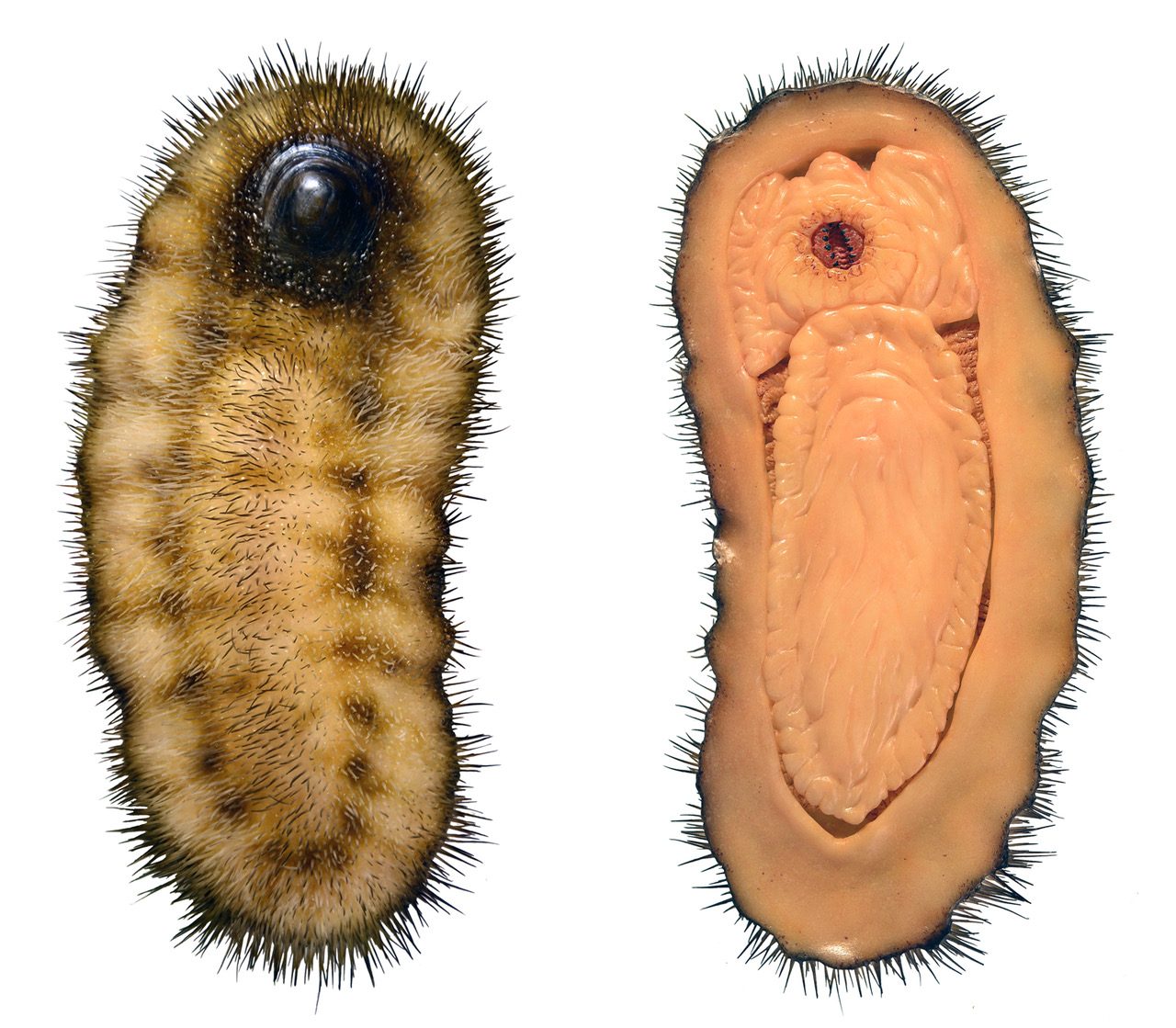 new fossil discovery
