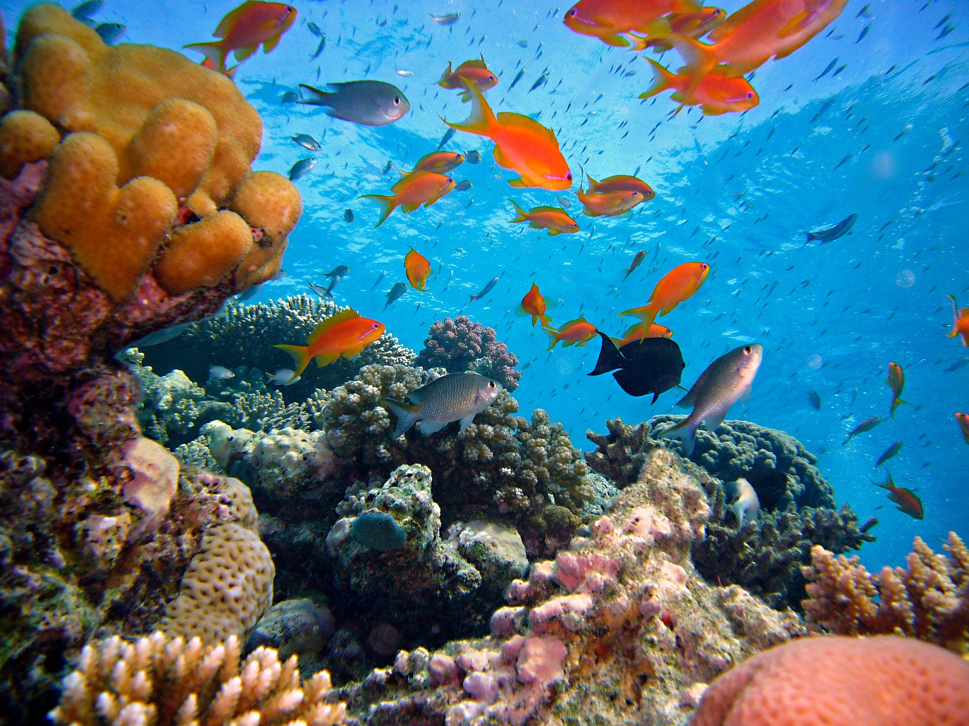 Plants Protecting Against Pathogens Seagrass Meadows