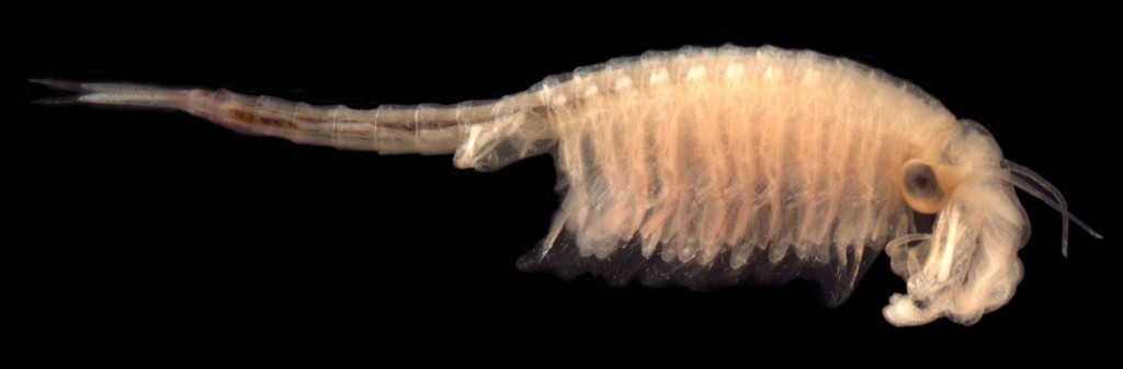news-fairyshrimp-2