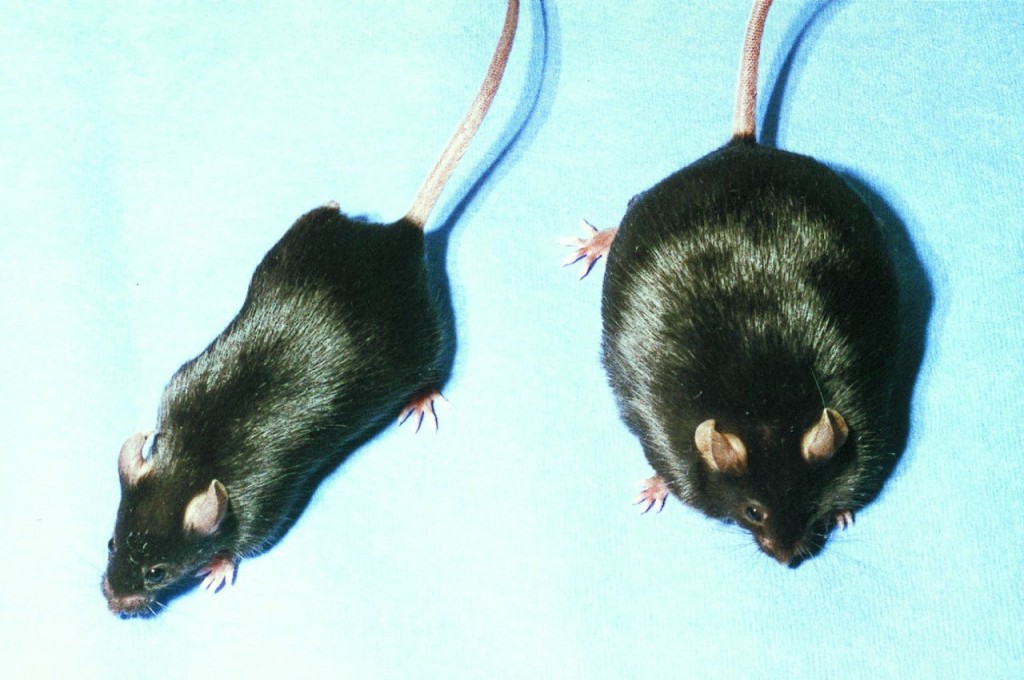 Мышь рост. Нокаутные мыши. Трансгенные мыши. Первые трансгенные мыши. Рост мышей.