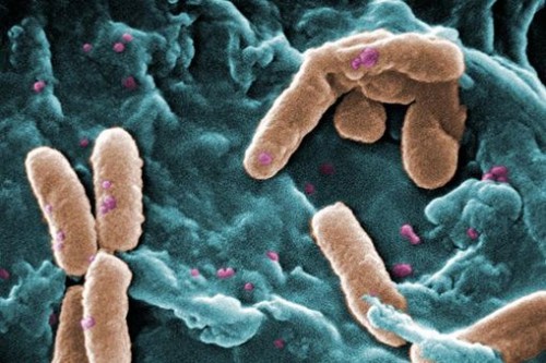 Bacteria_Landscape