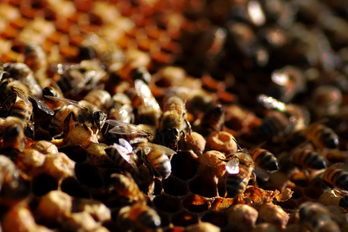 Honeybees1