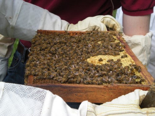 Honeybees3