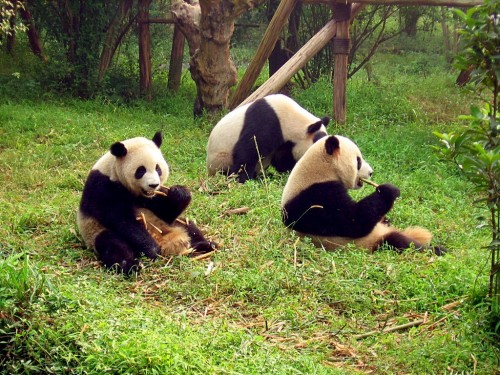 Panda_Habitat