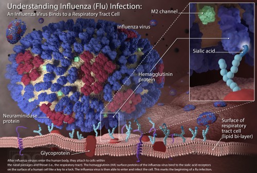 Tamiflu3