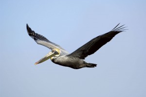 Pelican