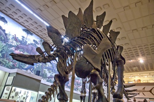 03Stegosaurus