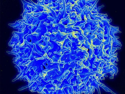 2tcell