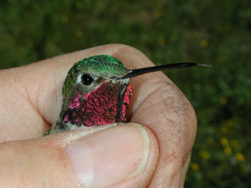 Hummingbird