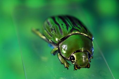 Iridescent Beetle