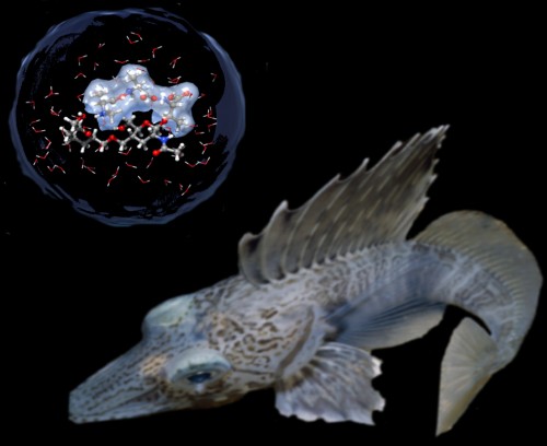antifreeze_fish