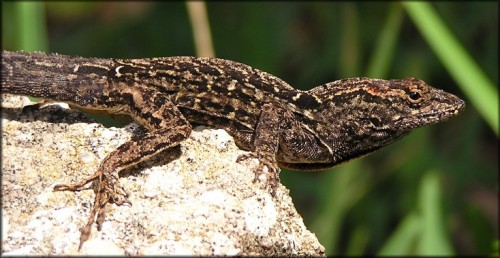 A type of anole lizard in the Bahamas has developed shorter legs to adapt to urban vegetation. Courtesy of Reptile Place.