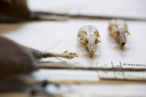 Snell-Rood and Wick measured mouse skulls in order to estimate their brain size. Courtesy of Jennifer Simonson.