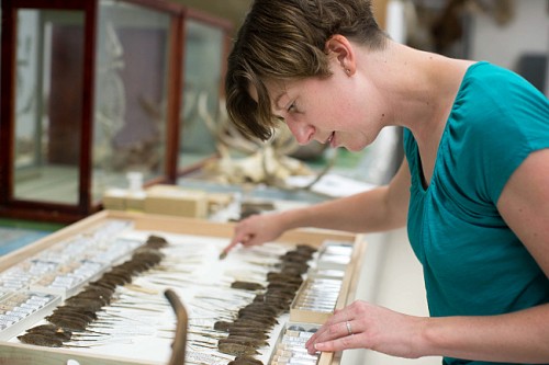 Evolutionary biologist Emilie Snell-Rood examines shrew specimens at the University of Minnesota Bell Museum. Courtesy of Jennifer Simonson.