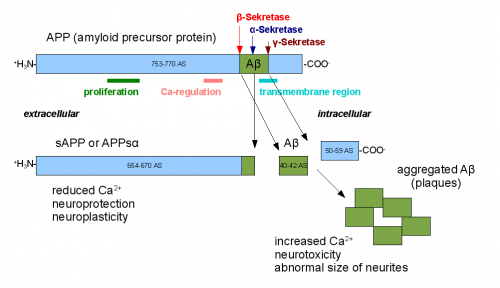 Amyloid beta precursor protein, when cut by the incorrect secretase enzyme, can form amyloid beta plaques, leading to Alzheimer’s disease. Courtesy of Professor Joseph Wolenski. 