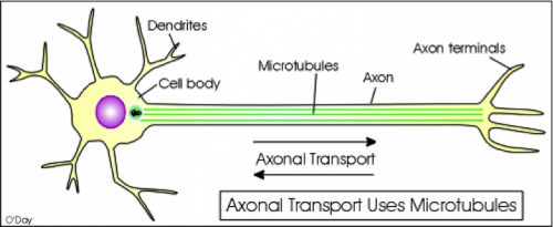 There are many components to an axonal cell, however the microtubular function and vesicle transport is affected by hyperphosphorylation of tau. Courtesy of Professor Joseph Wolenski. 