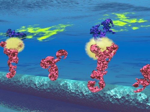 Ligands binding to receptors on biosensor devices. Courtesy of Mark Reed.