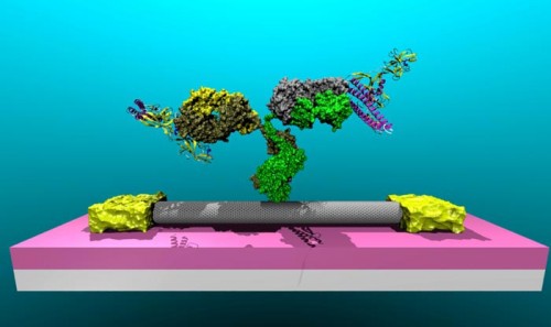 Detecting disease with a nanotube transistor biosensor. Courtesy of Physics World.