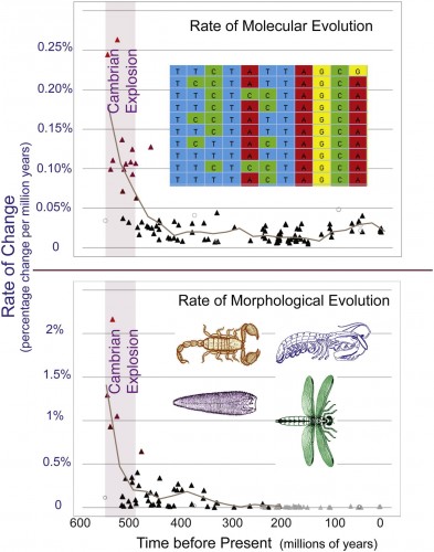 Rates of morphological and molecular evolution in arthropods increased 4 to 5 times during the Cambrian Explosion. Courtesy of Current Biology.