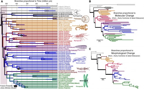 Arthropod lineages during the Cambrian Explosion are short in duration, yet undergo large amounts of morphological and molecular change. A) Tree with branch lengths and divergence dates in terms of time. B) Tree with branch lengths proportional to molecular change. C) Tree with branch lengths proportional to morphological change. In B and C, bold branches are older than 500 million years. Courtesy of Current Biology.