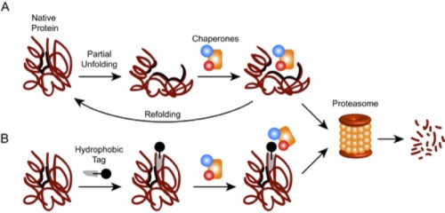 A diagram showing how adding a special tag can make a protein a target of the proteasome, which is responsible for its degradation. (Courtesy of crewslab.yale.edu)