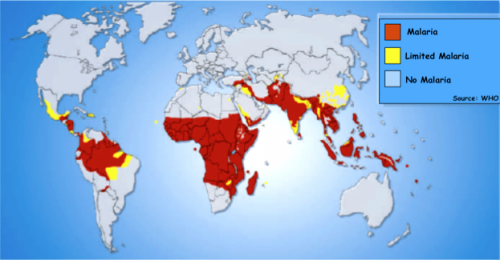 In the African continent, Northern Africa and Southern Africa have very low malaria incidence rates. In Northern Africa, this is due to the immunity conferred by the sickle cell gene. In Southern Africa, Dr. Bucala has postulated that malarial immunity is provided by the low expressing variant of the MIF gene. Courtesy of WHO.