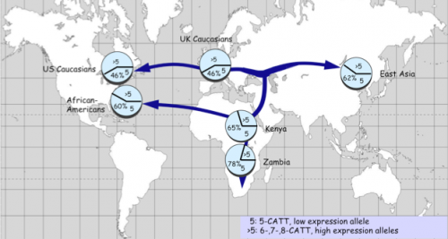 The high expression MIF allele is expressed disproportionally in US and UK Caucasians. African Americans, East Asians, Kenyans and Zambians, on the other hand, primarily express the low expression allele. This allele is extremely prevalent in Zambia. Courtesy of Dr. Bucala. 