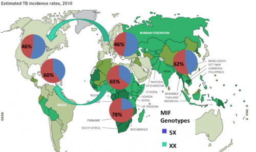 The areas with the highest TB incidence rates correspond to populations with predominantly low-expression MIF alleles, suggesting that having the low-expression allele makes you more susceptible to TB infection. Courtesy of Dr. Bucala. 