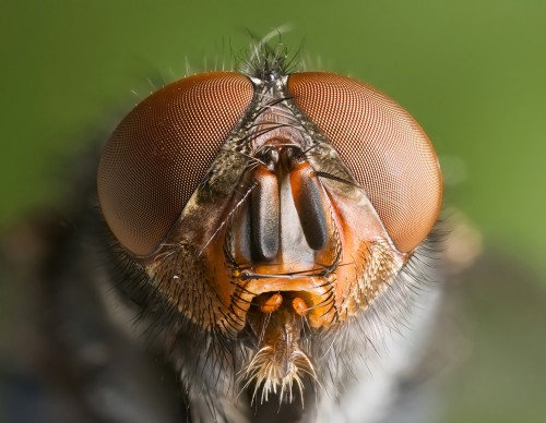 Calliphora vomitoria: a type of meat-eating blowfly that Calvignac-Spencer used in the 2013 study. Photo courtesy of JJ Harrison.