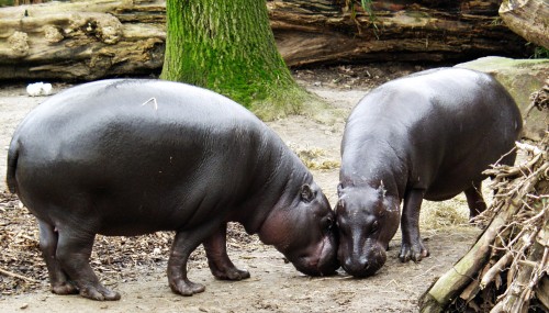 Examination of the gut material in flies from the Tai National Park of Côte d’Ivoire revealed traces of DNA from the pygmy hippopotamus (Hexaprotodon liberiensis). Photo courtesy of Raimond Spekking.