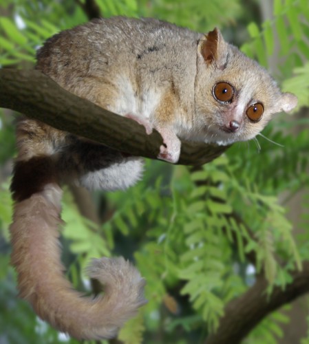 Examination of the gut material in flies from the Kirindy Forest of Madagascar revealed traces of DNA from the grey mouse lemur (Microcebus murinus). Photo courtesy of Gabriella Skollar.