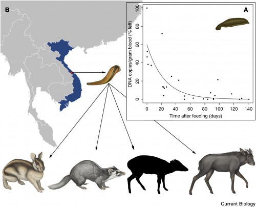 Gilbert’s 2012 study of leeches in Vietnam revealed traces of DNA from 6 mammals, 4 of which are pictured here. From left to right: Annamite striped rabbit, small-toothed ferret-badger, Truong Son munjtac (coat coloration and markings remain unknown), serow. The inset shows the decay of DNA within a leech over time. Image courtesy of Current Biology.