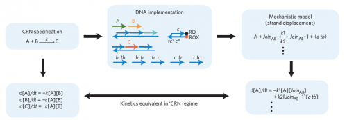 A schematic diagram showing the relationship between chemical reaction network (CRN) specification, DNA implementation, and the mechanistic mathematical model. Image courtesy of Nature Nanotechnology.