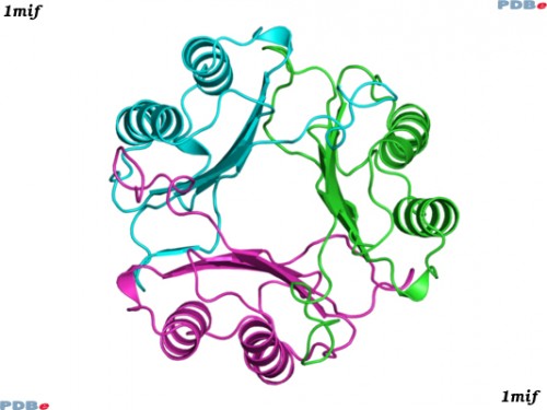 Macrophage migratory inhibition factor (MIF) is a cytokine that regulates several inflammation pathways. The small molecules developed by Bucala’s team target its binding to the CD74 receptor. Courtesy of Protein Data Bank.