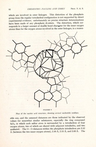 A schematic of Linus Pauling’s triple helix model of DNA, one of his greatest failings. Image courtesy of Linus Pauling.