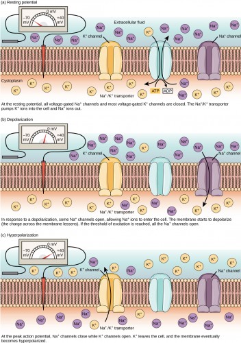 Potassium and Sodium ions are essential for the transmission of electrical currents through the human nerve system. Ionic devices could thus potentially be integrated into the human body. Courtesy of Robert Bear via Connexions.