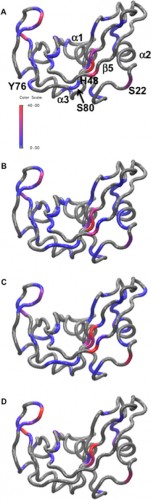 Millisecond motion in the enzyme RNase A with amino acids for MES, phosphate, sulfate, and acetate buffers. Amino acid residues with Rex ranging from zero (gray) to 40/s (red, see color bar) are shown on a ribbon diagram of RNase A for MES reference (A), phosphate (B), sulfate (C), and acetate (D). Courtesy of Patrick Loria.