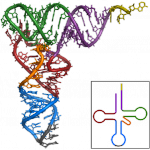 Steitz is widely known for her work on non-coding RNA. Shown above is an alanine tRNA found in baker’s yeast, the first non-coding RNA to be characterized. Courtesy of Wikipedia.