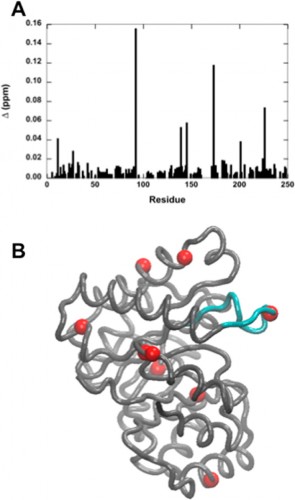 Buffer-altered chemical shifts in TIM - (TIM.jpeg): (A) Chemical shifts and millisecond motion in the enzyme TIM using phosphate as a buffer. Values of Δ > 0.02 ppm are shown as red spheres on the TIM monomer. The active site loop 6 is colored in cyan. Courtesy of Patrick Loria.