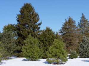 At least for the time being, most wood harvested for construction is taken from a few different types of conifers, which are typically found in areas of temperate climate like the United States, Canada, northern Europe, and Siberia. Photo Credit: John B./Flickr Creative Commons.