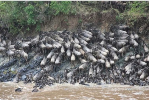 Wildebeest like these are one example of the large animals that regularly travel across the Mara, trafficking organic materials into the river as they go. Courtesy of Amanda Subalusky and Christopher Dutton.