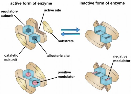 This enzyme is multimeric, or polymeric, as it has two or more subunits. The enzyme not only has an active site, but also has another site, the allosteric site, at which molecules other than the substrate can bind and influence the activity of the enzyme. Enzymes with allosteric sites are known as allosteric enzymes. Courtesy of G.R. Kantharaj, Bangalore University.