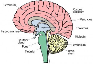 Levitin connects each part of the brain to musical responses. Courtesy of Epilepsy Action.