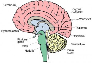 Levitin connects each part of the brain to musical responses. Courtesy of Epilepsy Action. 