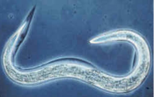 C. elegans, a roundworm commonly found in rotting fruit, is a popular model organism in many fields of research. Courtesy of the Massachusetts Institute of Technology.