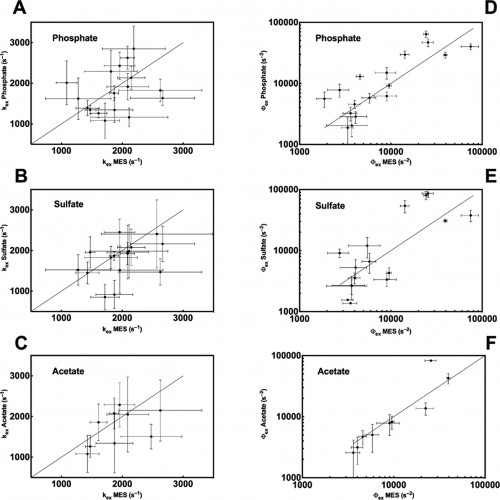 A comparison of conformational exchange parameters of phosphate, sulfate and acetate with MES. Courtesy of Patrick Loria.