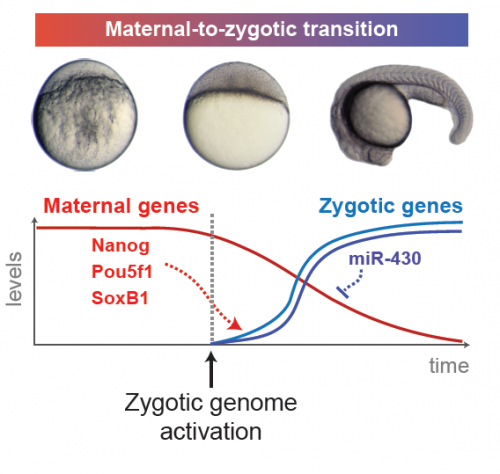 Gene expression dynamics during early embryogenesis. On top, zebrafish embryos are shown just after fertilization, just after zygotic genome activation, and at approximately 21 hours after fertilization. The maternal gene products Nanog, Pou5f1, and SoxB1 induce expression of zygotic genes, and subsequently one of those zygotic genes, miR-430, represses the activity of maternal genes. Image Courtesy of Miler Lee.