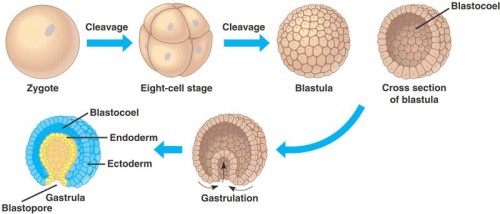 The early stages of embryonic development. Image Courtesy of Quia Web.