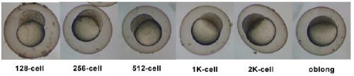 The blastula period of zebrafish embryonic development. It is during this period that the maternal to zygotic transition begins. Image Courtesy of University of New South Wales Embryology.